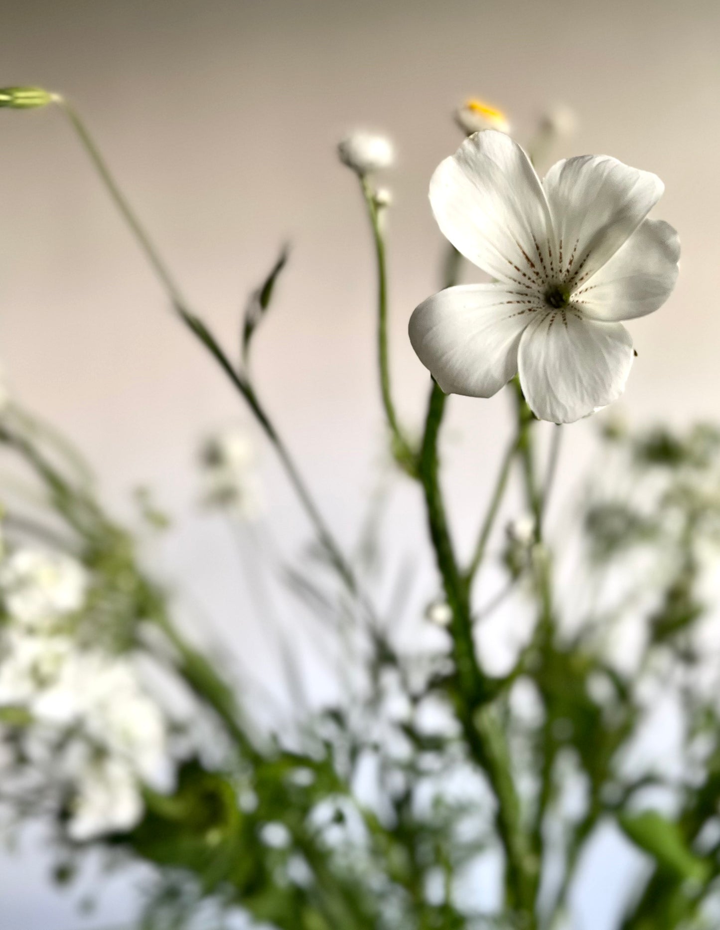 Pure White – Medium