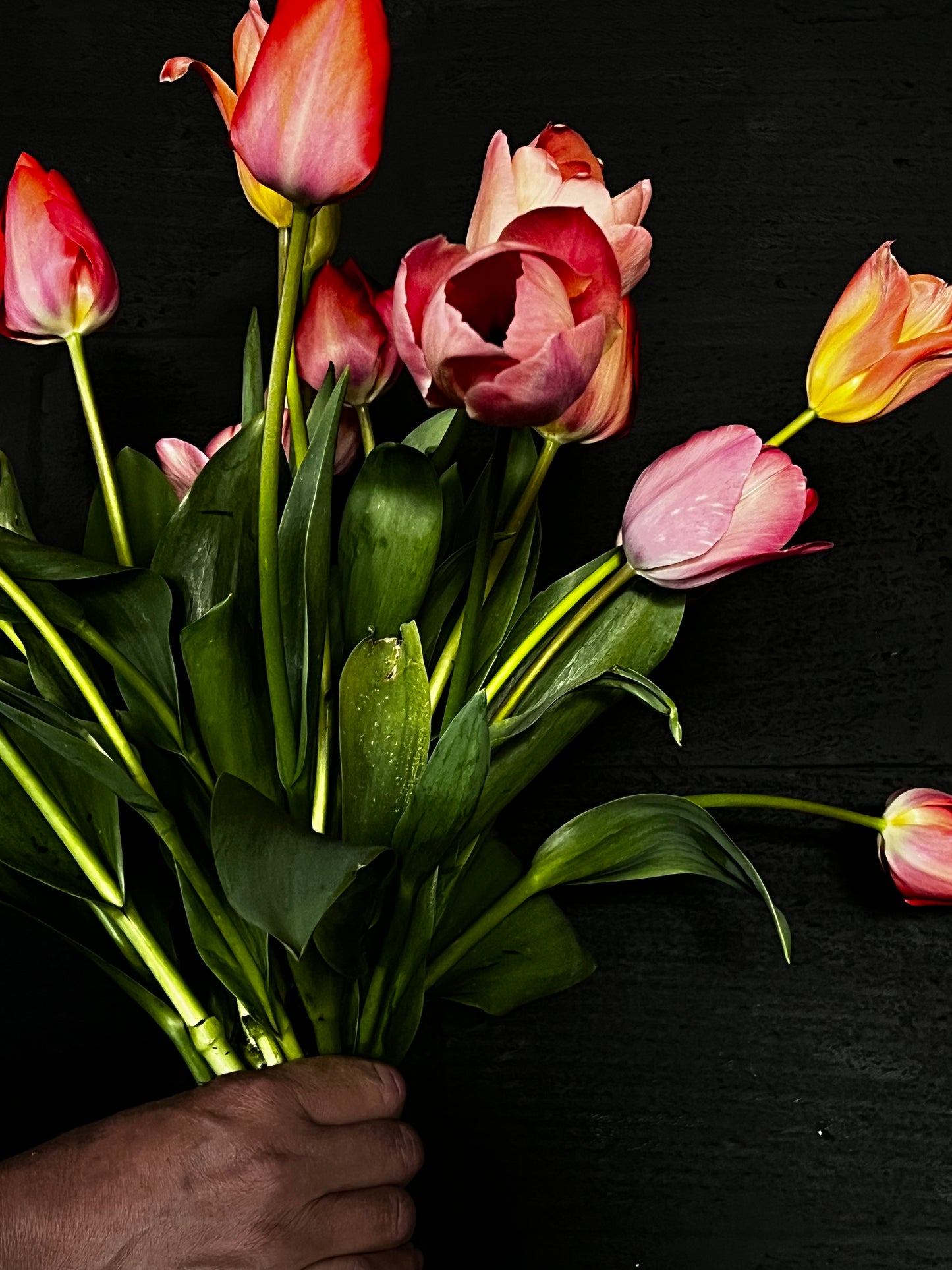 Gifvrije Tulpen — Seizoensbos XL