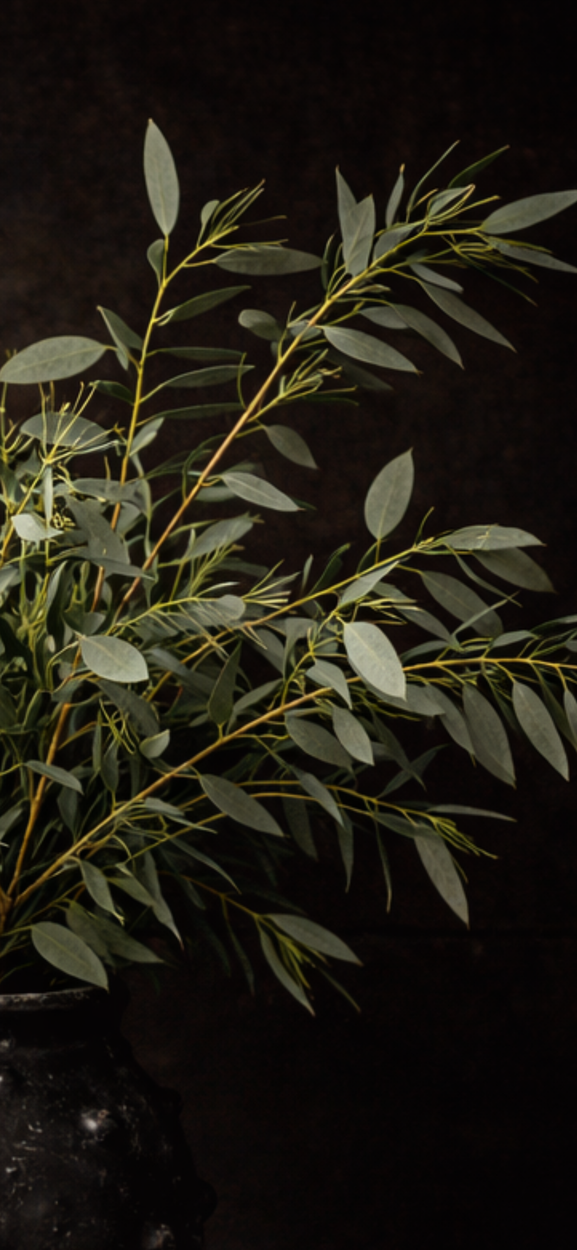 Eucalyptus - rauwe snijtakken