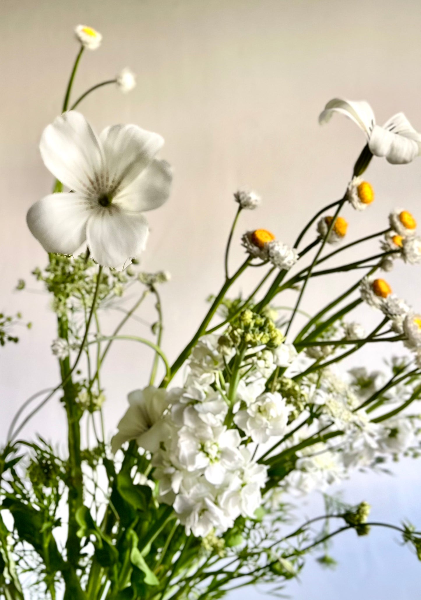 Pure White – Medium